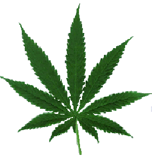 cannabis